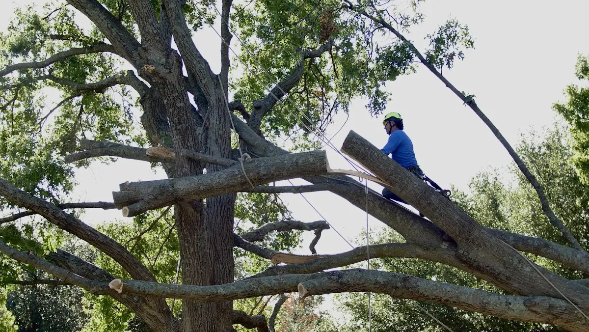 Professional Hazardous Tree Removal performed by certified arborists in Coahoma