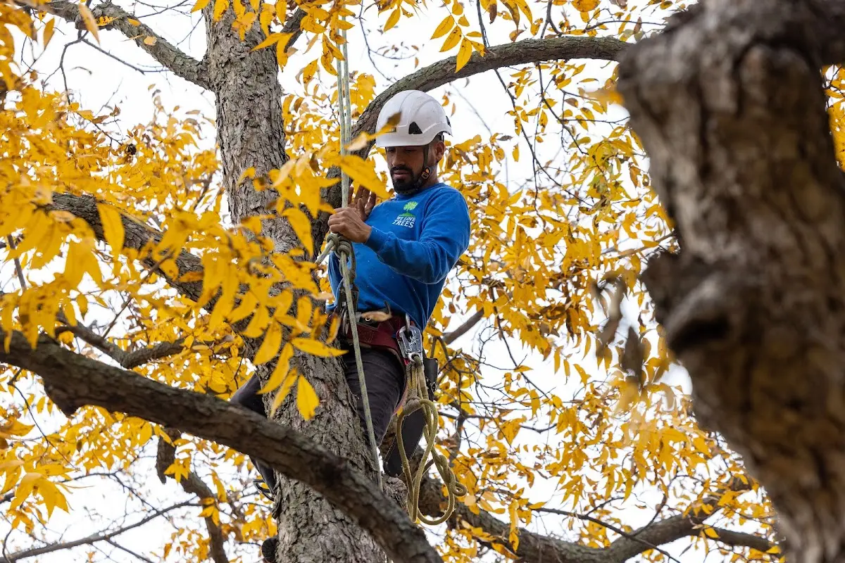 Skilled Tree Pruning crew working in Coahoma